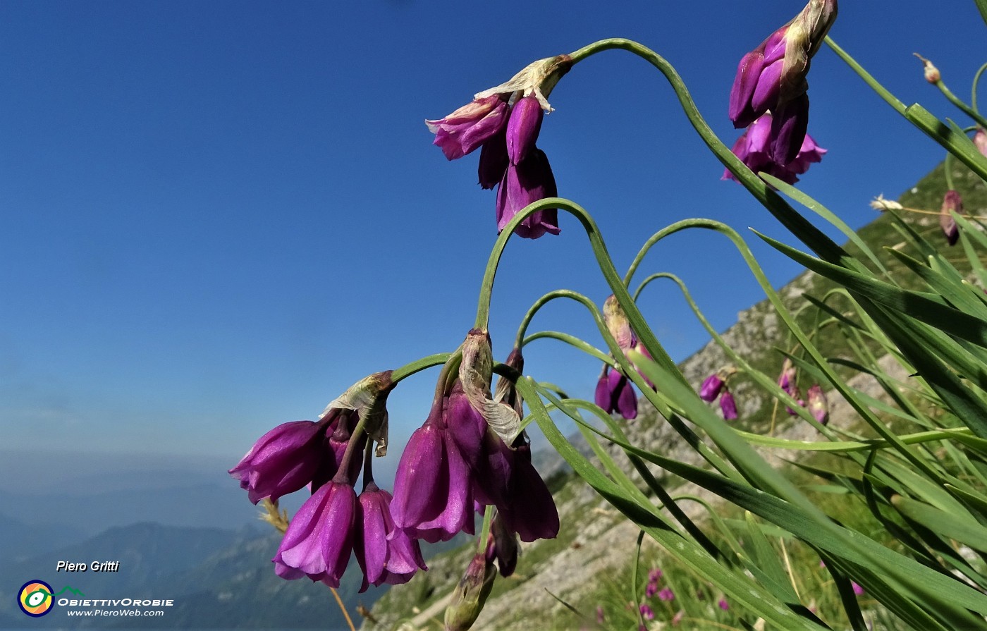 28 Aglio d'Insubria (Allium insubricum).JPG